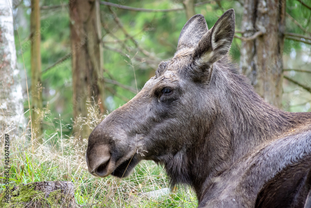Fototapeta premium head of a moose or elk in the wild