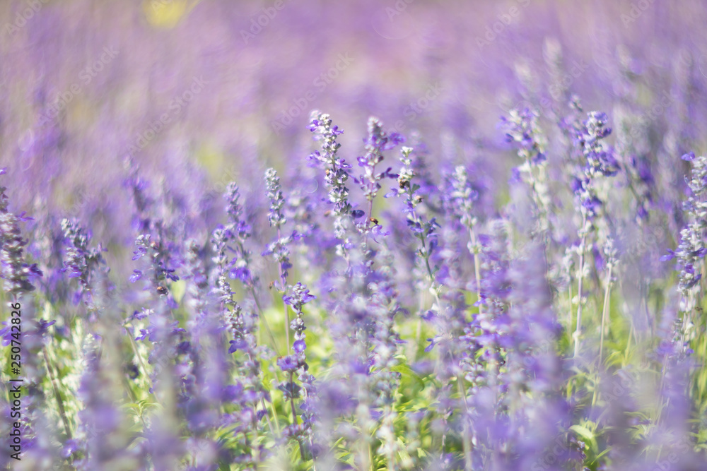 Fototapeta premium pole kwiatów Blue Salvia