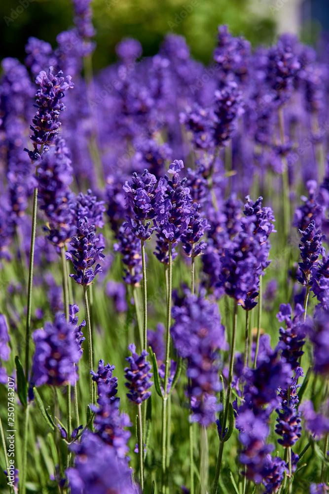 Obraz premium fresh lavender meadow on sunny summer day