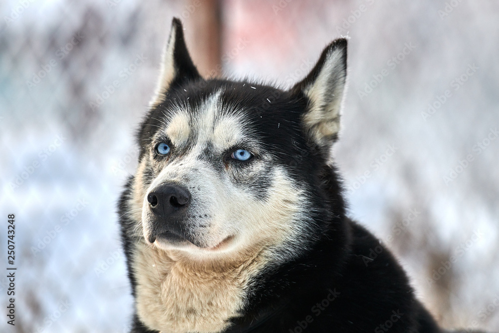 Siberian ,Husky dog outdoors. Portrait of a husky dog in nature. Close-up. Siberian ,Husky dog outdoors. Portrait of a husky dog in nature. Close-up.