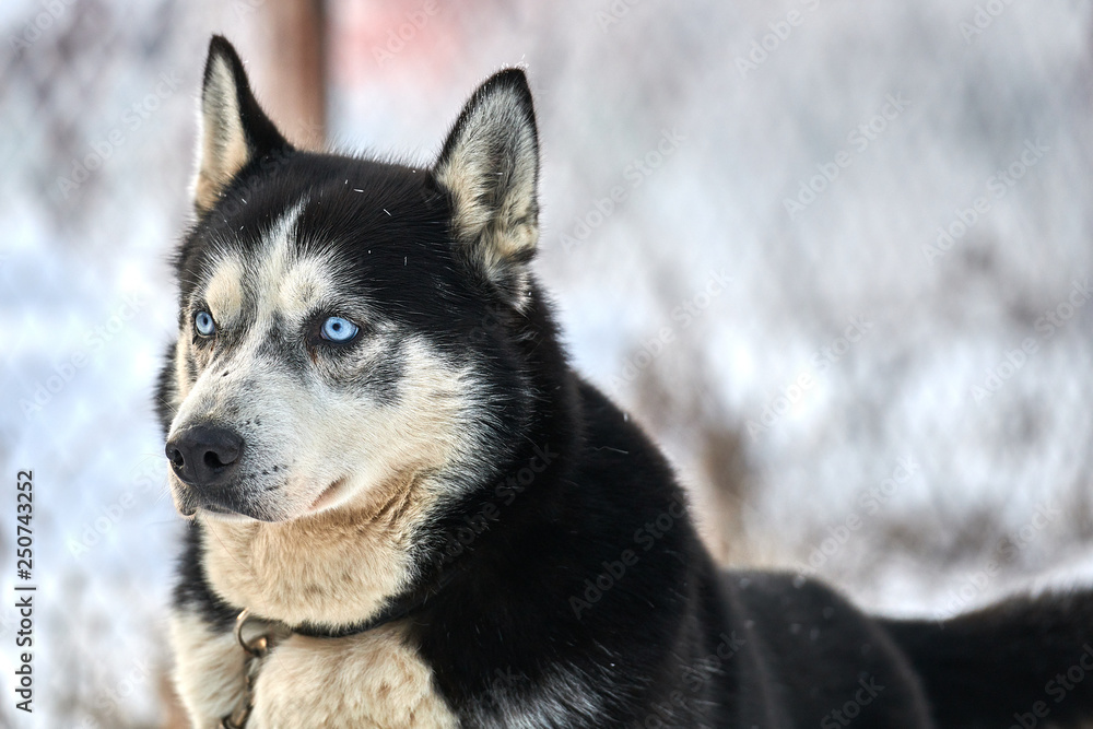 Siberian ,Husky dog outdoors. Portrait of a husky dog in nature. Close-up. Siberian ,Husky dog outdoors. Portrait of a husky dog in nature. Close-up.