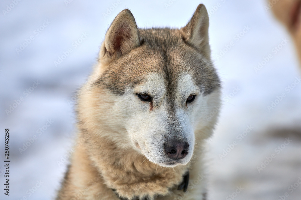 Siberian  ,Husky dog outdoors. Portrait of a husky dog in nature. Close-up.
