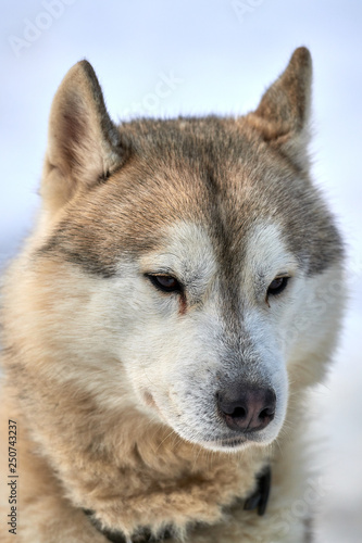 Siberian   Husky dog outdoors. Portrait of a husky dog in nature. Close-up.