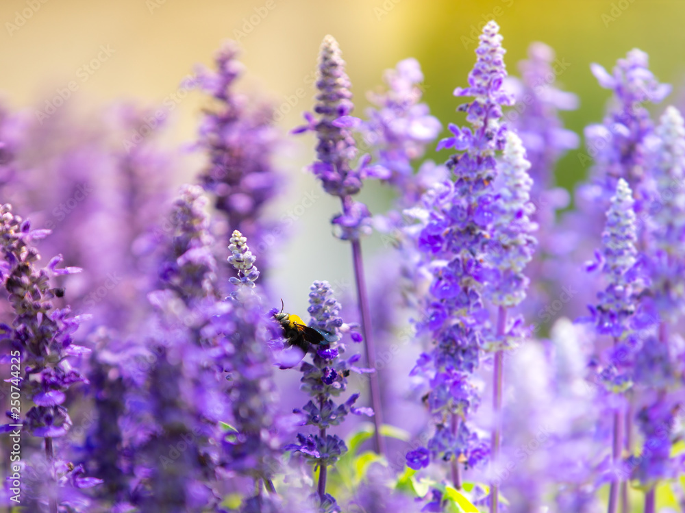 bumblebee on purple flower , Blue Salvia