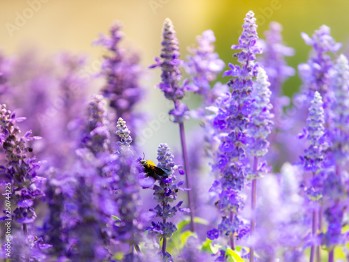bumblebee on purple flower   Blue Salvia