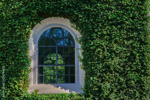 Facade with green wall and vintage window. Decorative garden of Ivy plant leaves.