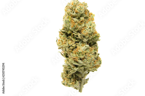 Lemon Tree 5