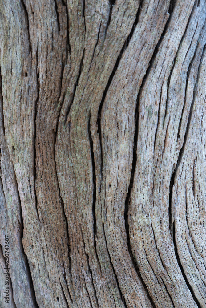 Vertical close up of very textured tree bark with linear pattern Vertical close up of very textured tree bark with linear pattern