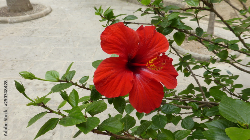 Red hibiscus flower on a green background. Red hibiscus flower on a green background.