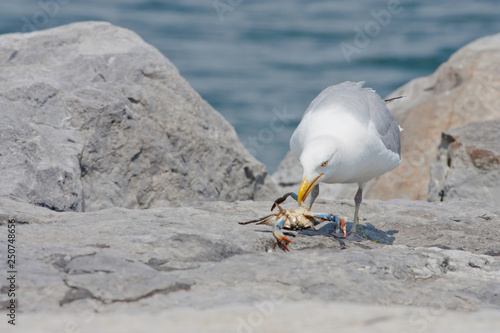 Herring gull feeding on a blue claw crab - Larus argentatus photo