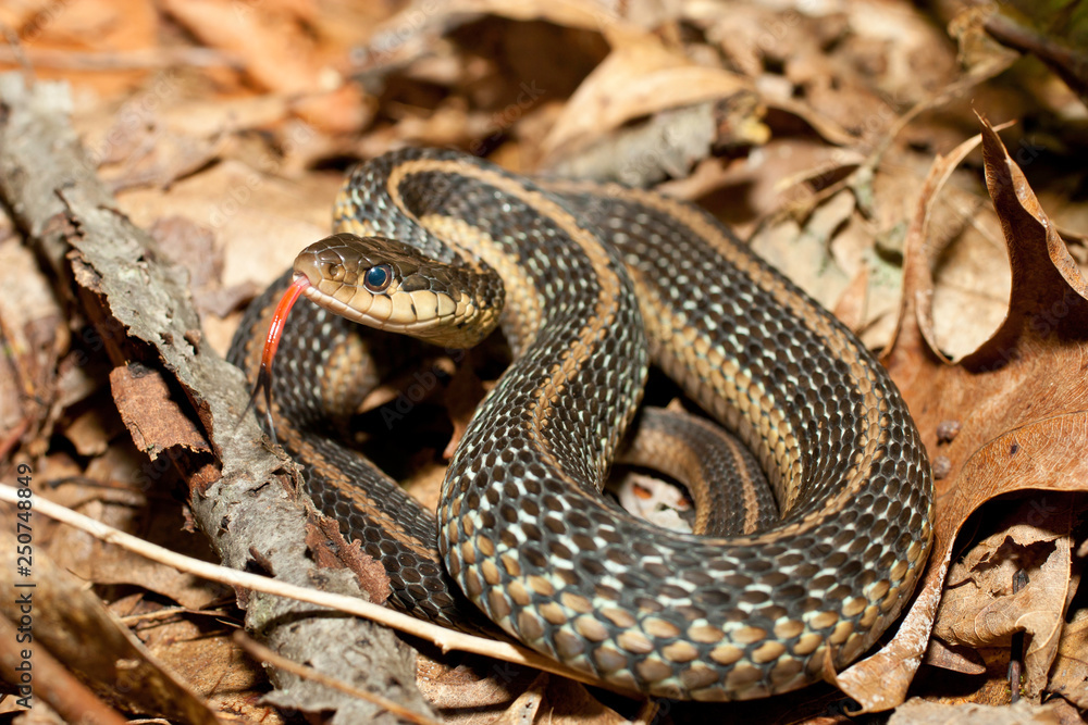 Eastern garter snake - Thamnophis sirtalis Eastern garter snake - Thamnophis sirtalis