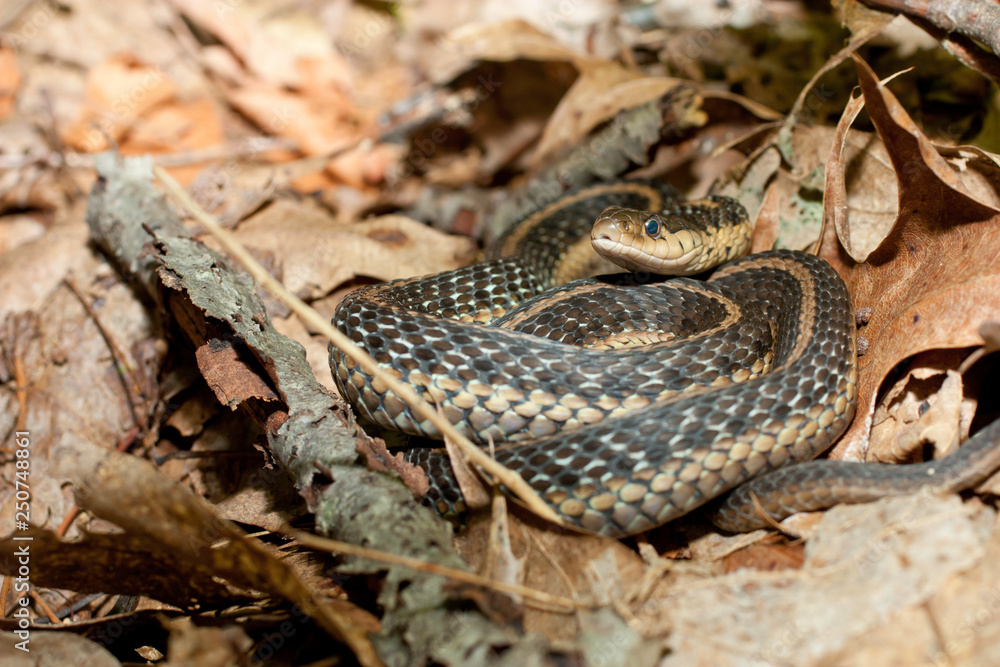 Eastern garter snake - Thamnophis sirtalis Eastern garter snake - Thamnophis sirtalis