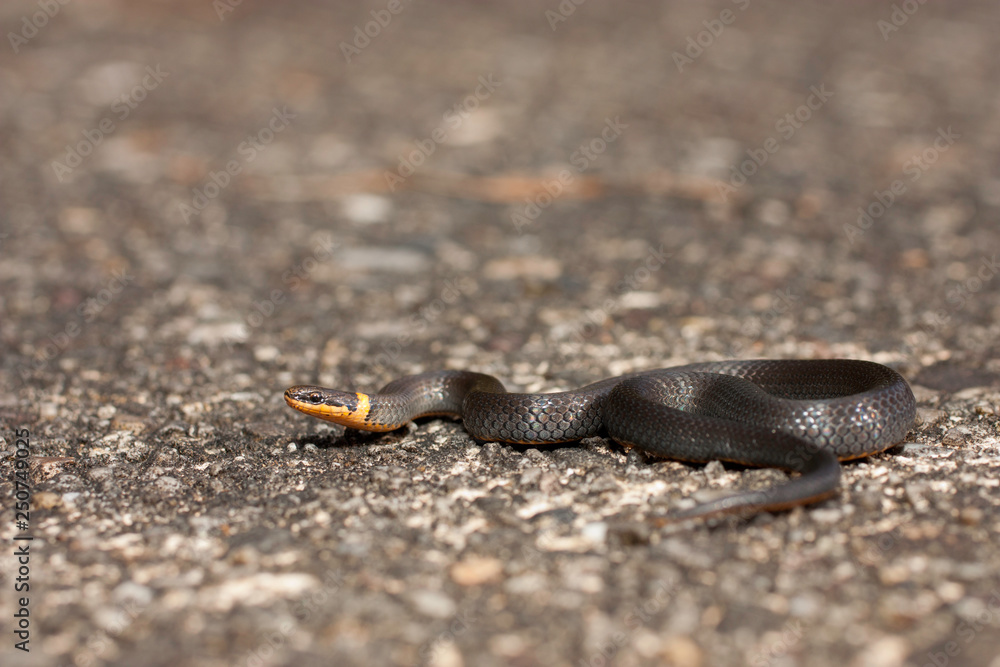 Southern ringneck snake - Diadophis punctatus punctatus Southern ringneck snake - Diadophis punctatus punctatus
