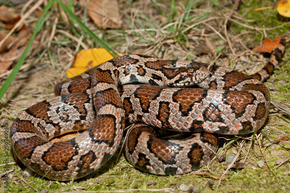 Eastern milk snake - Lampropeltis triangulum Eastern milk snake - Lampropeltis triangulum