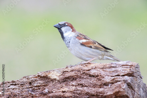 Passer domesticus perched on a trunk backyard feeder home outside