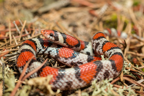 NJ scarlet snake - Cemophora coccinea copei