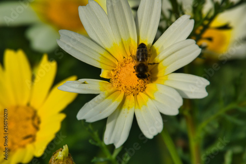 flor amarillia abeja