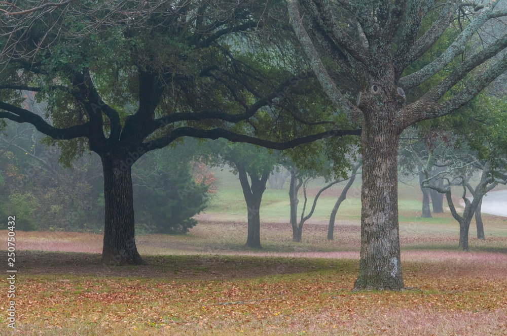 Fototapeta premium A Foggy Day