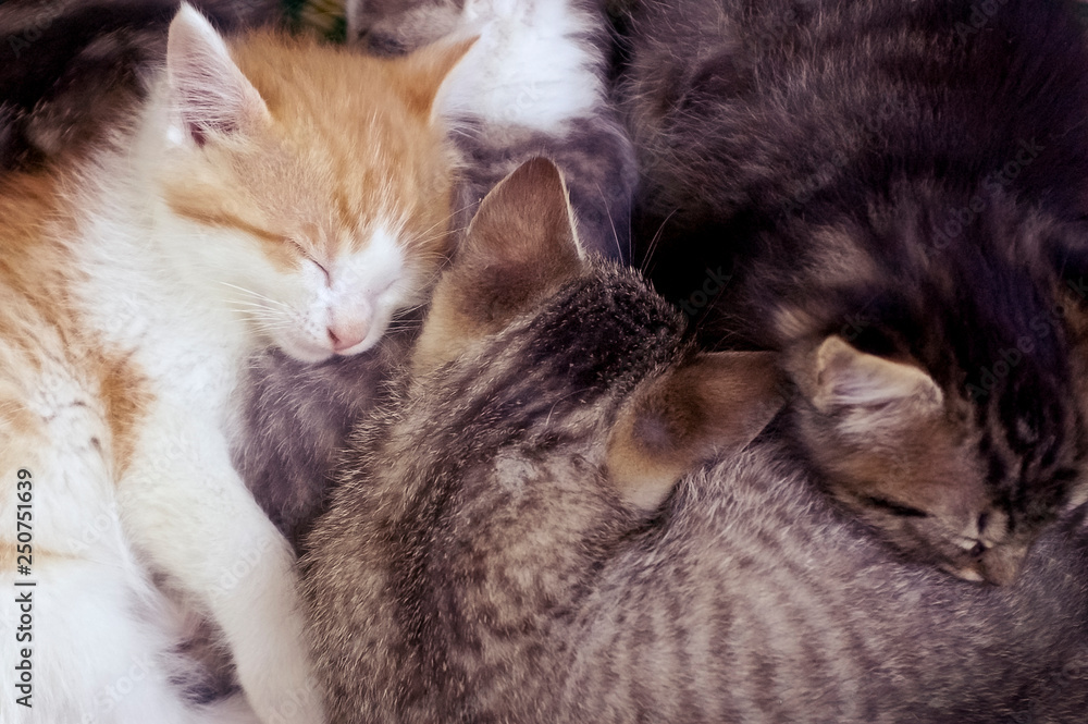 Close Up of Furry Kittens Sleeping Together in a Pile