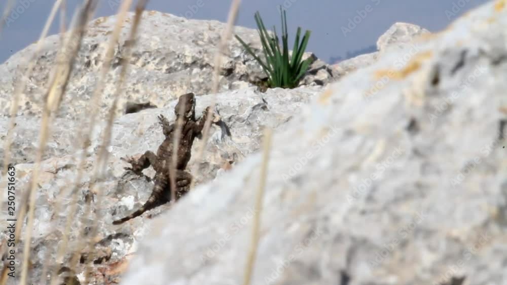 Agama lizard Close shot Agama lizard on a rock Agama lizard Close shot Agama lizard on a rock