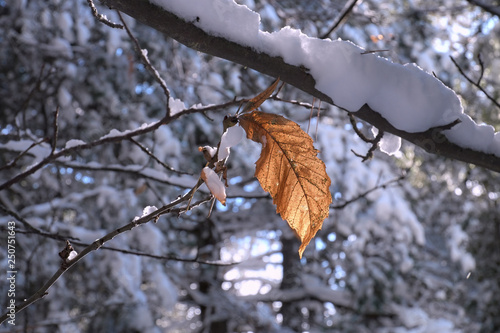 Autumnal Leaf In A Snow Covered Forest