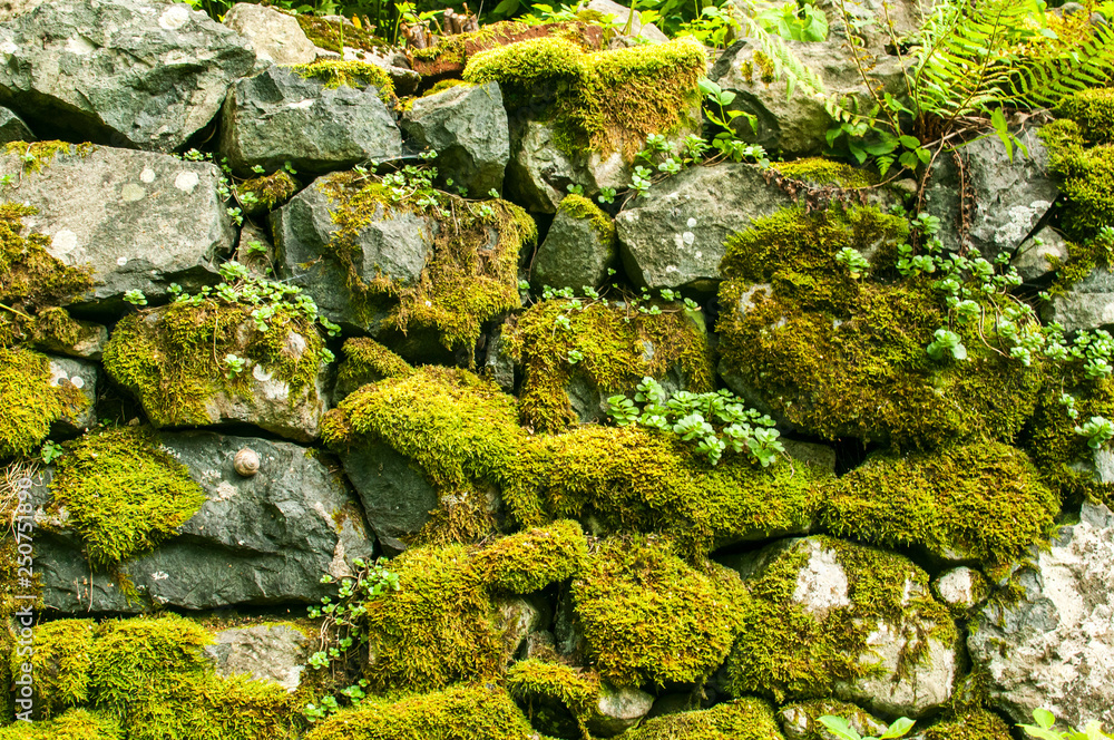 Old rural mossy stone wall of countryside house garden closeup as background