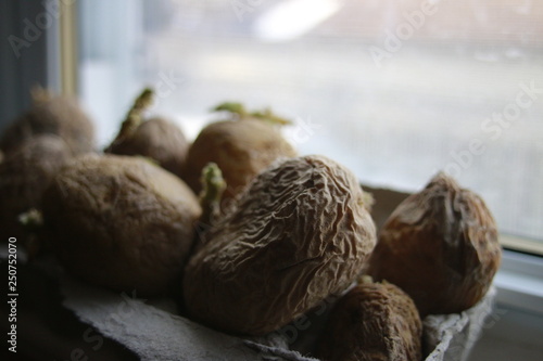 Obraz na plátně chitting potatoes in front of windowsill to prepare for spring planting