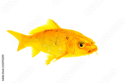Image of yellow koi fish on white background . Animal. Pet.