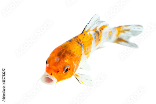 Image of colorful koi fish on white background . Animal. Pet.