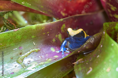 Φωτογραφία Dendrobates tinctorius citronella