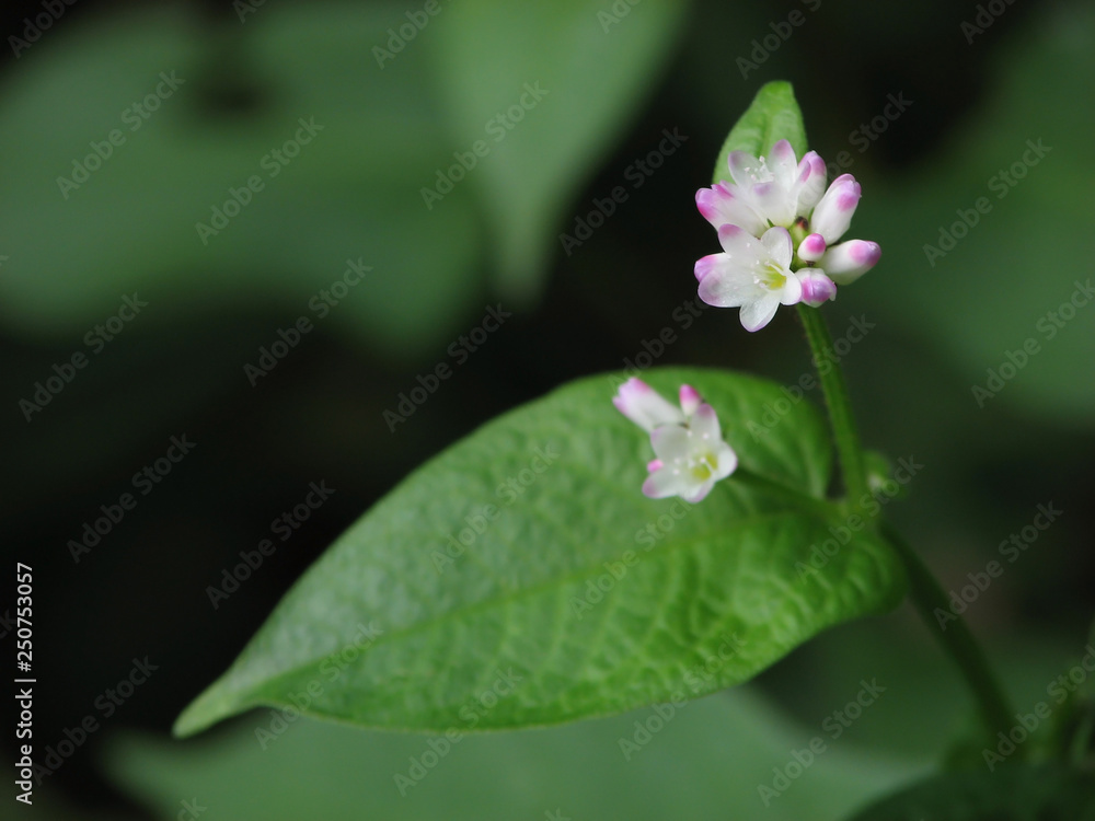 ミゾソバの花 ミゾソバの花