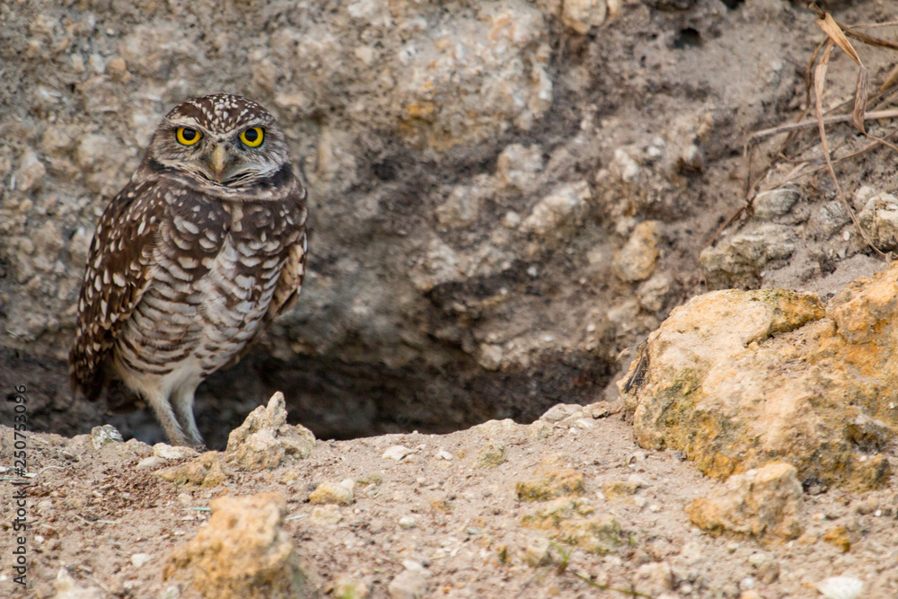 Florida burrowing owl outside its burrow - Athene cunicularia
