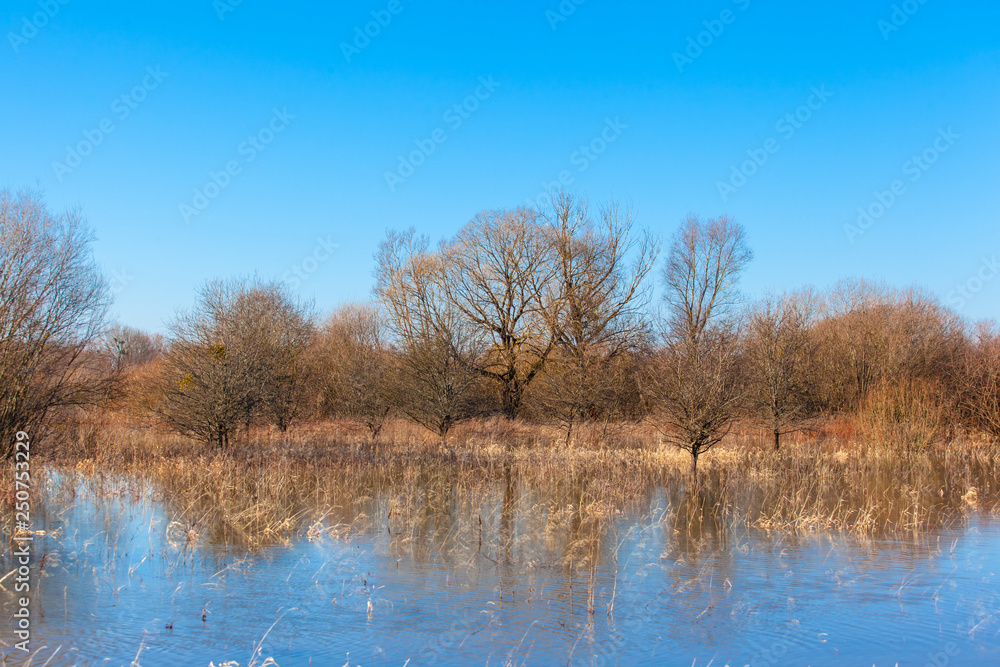 trees in the water in the flooded area by spring floods