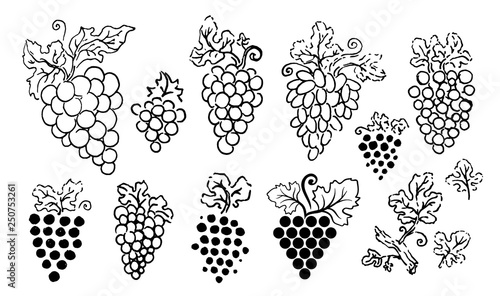 Vector hand drawn illustration of grapes silhouette on white background.