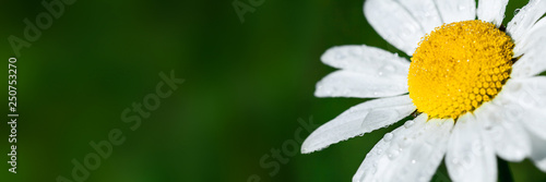 Tableau sur toile White and yellow close up chamomile flower under sunlight in spring morning dew on the summer green outfocused background