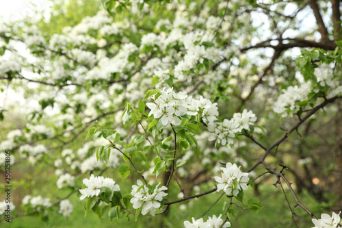Large blossoming Apple garden in spring