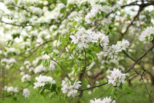 Natural white blooming Apple trees on a blurred garden background