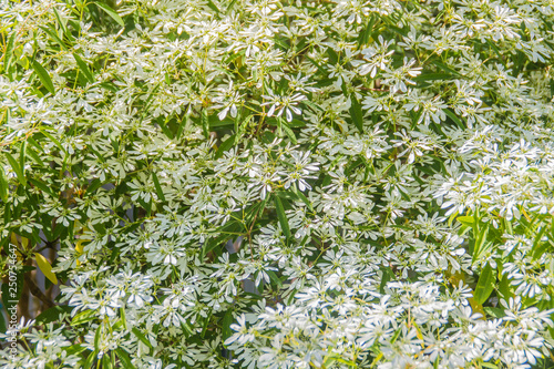 Beautiful little Christmas flower (Euphorbia leucocephala Lotsy), also known as little Christmas flower, white lace euphorbia, snow bush, snow flake, snows of Kilimanjaro and white Christmas bush. photo