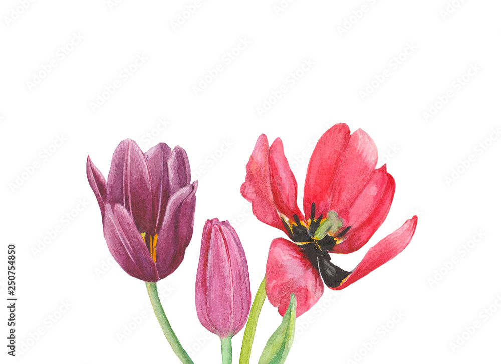 Fototapeta premium Set of bright spring flowers in watercolor for greeting or postcards