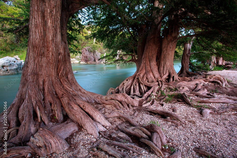 Φωτογραφία Cypress guadalupe state park and firefly