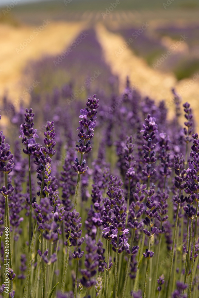 Fototapeta premium Lavender Forever