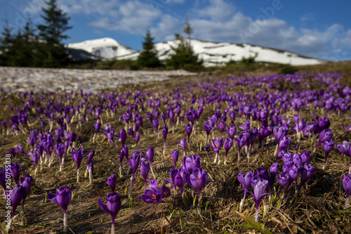 Once come snow-magic grow gentle crocus crocuses in Ukrainian Carpathians and Eastern Europe. Alpine pastures are covered magic carpet of delicate bells with a beautiful aroma wild flowers