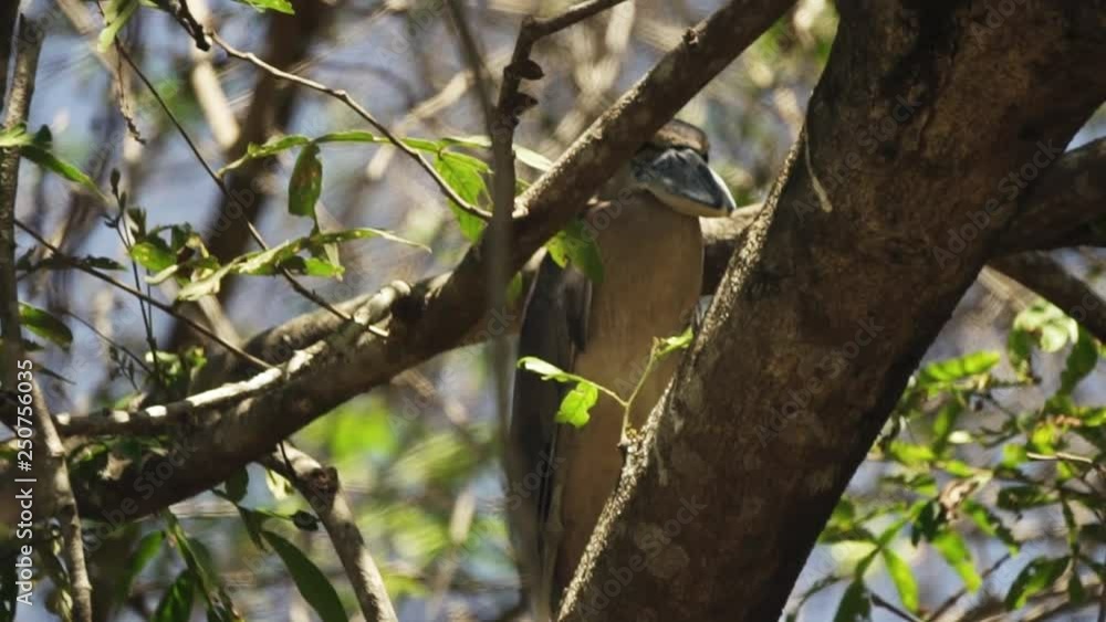 Wild Boat billed heron perched in tree quietly having a rest Wild Boat billed heron perched in tree quietly having a rest