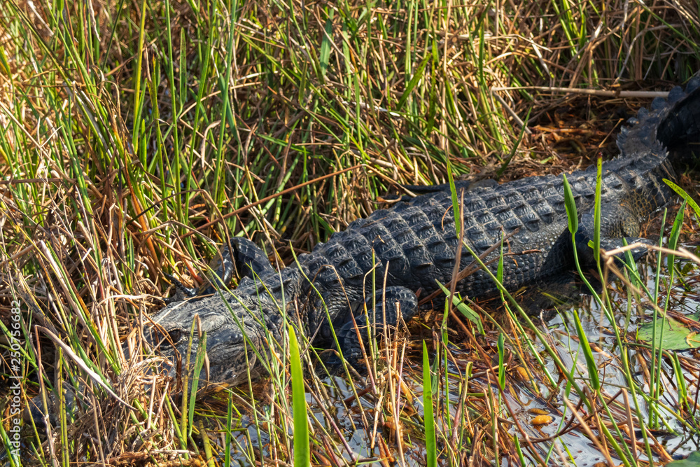 Finding Alligators In Sawgrass Recreation Park, Florida - Hand Luggage Only  - Travel, Food & Photography Blog