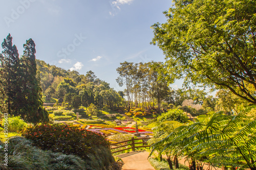 Colorful flowers at Mae Fah Luang Garden, Chiang Rai, Thailand. Garden of cold winter flowers such as Salvia Petunia Begonia roses, flowers, auspicious trees, perennials and more than 70 species. photo