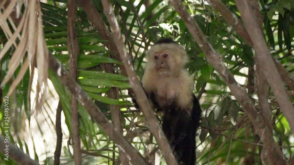 Incredible Central American white-faced capuchin monkey climbing a tree Incredible Central American white-faced capuchin monkey climbing a tree