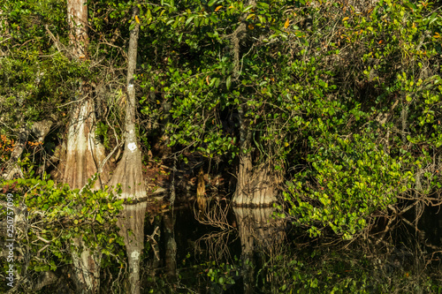 Cypress trees in the Everglades National Park, Florida