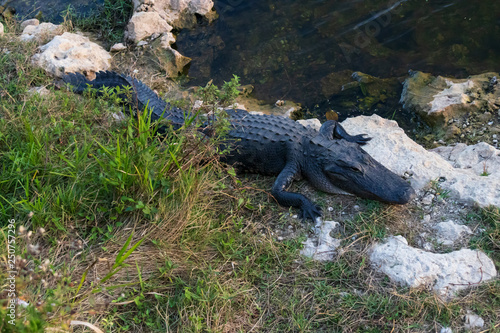 Alligator close-up in Everglades National Park, Florida USA
