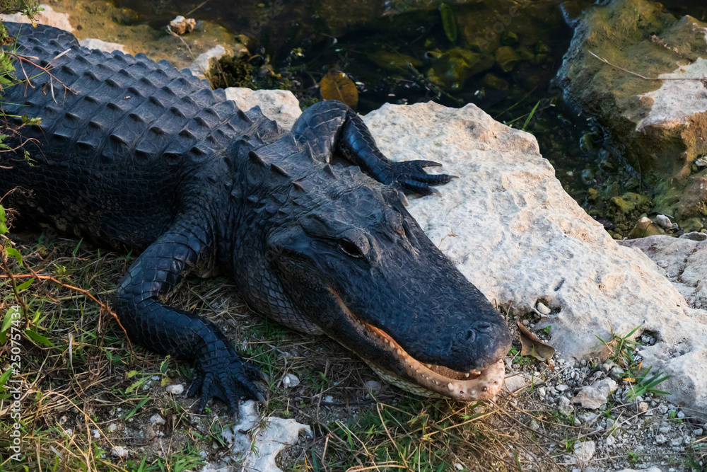 Alligator close-up in Everglades National Park, Florida USA Alligator close-up in Everglades National Park, Florida USA