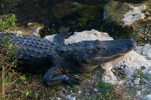 Alligator close-up in Everglades National Park  Florida USA